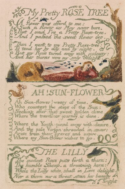 無邪気と経験の歌、プレート47、マイプリティーローズツリー（ベントレー43） 作： William Blake